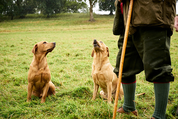 Goodwood Estate partridge shoot
