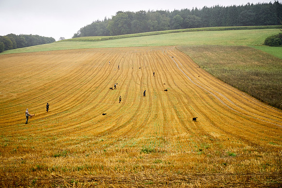 Goodwood Estate partridge shoot