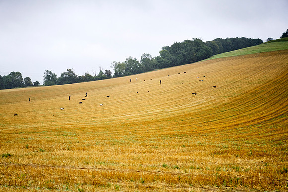 Goodwood Estate partridge shoot