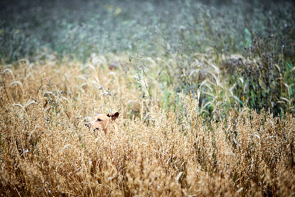 Goodwood Estate partridge shoot
