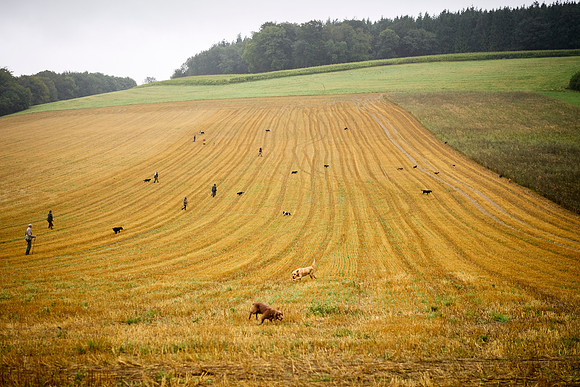 Goodwood Estate partridge shoot