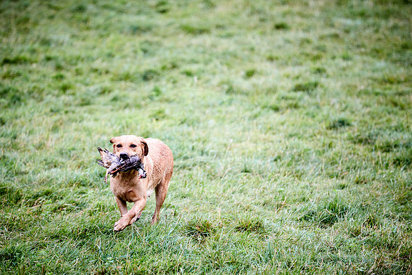 Goodwood Estate partridge shoot