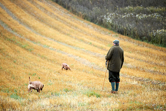 Goodwood Estate partridge shoot