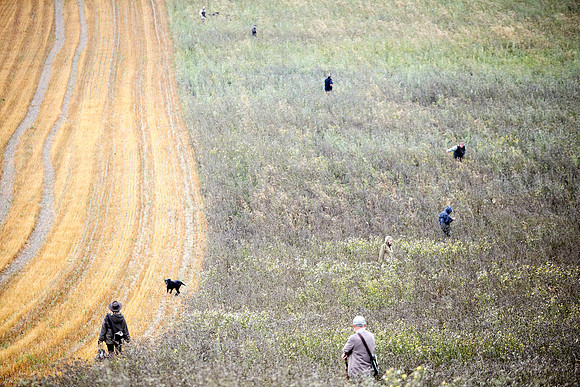 Goodwood Estate partridge shoot