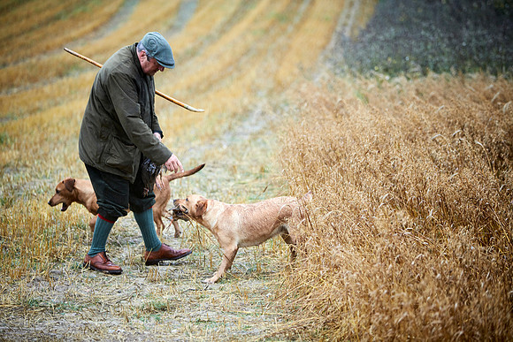 Goodwood Estate partridge shoot