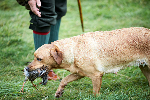 Goodwood Estate partridge shoot