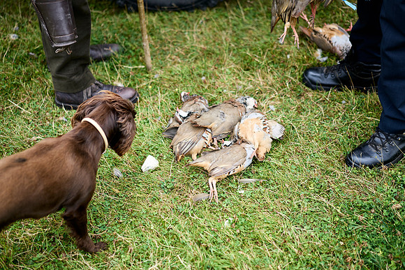 Goodwood Estate partridge shoot