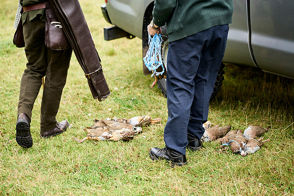 Goodwood Estate partridge shoot