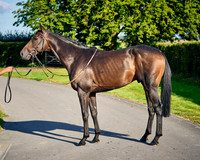010D Andrew Balding