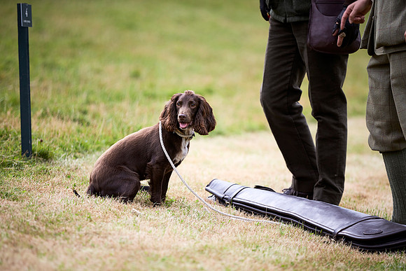 Goodwood Estate partridge shoot