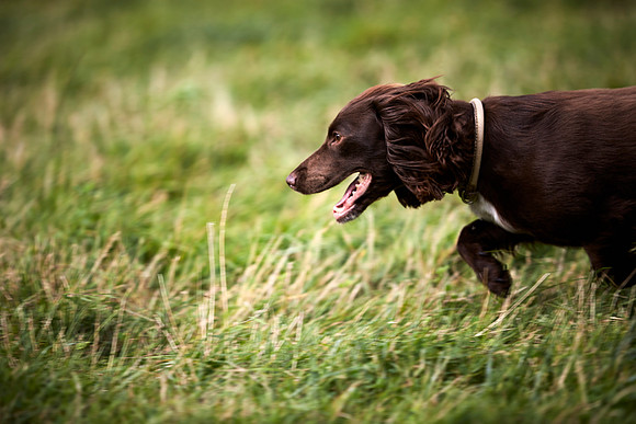 Goodwood Estate partridge shoot
