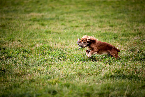 Goodwood Estate partridge shoot