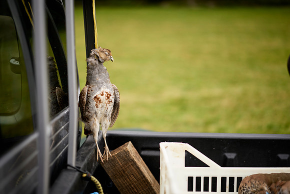 Goodwood Estate partridge shoot