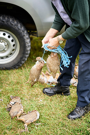 Goodwood Estate partridge shoot