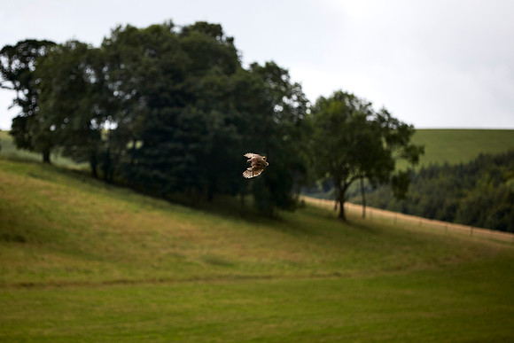 Goodwood Estate partridge shoot