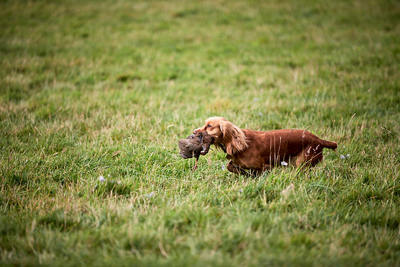 Goodwood Estate partridge shoot