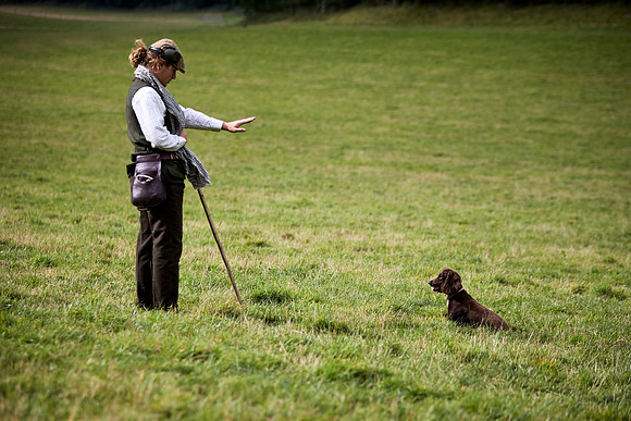 Goodwood Estate partridge shoot