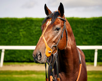 014A Richard Hannon