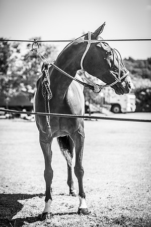 Veuve Clicquot Gold Cup 2013