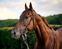 010A Andrew Balding