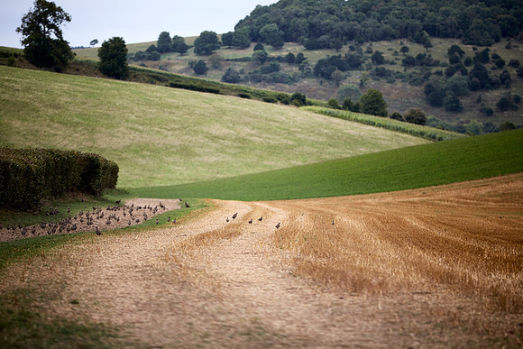 Goodwood Estate partridge shoot