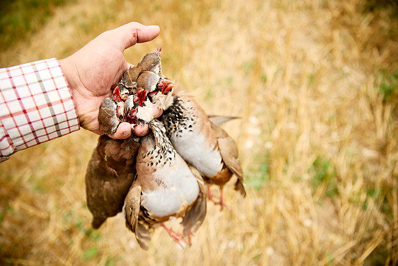 Goodwood Estate partridge shoot