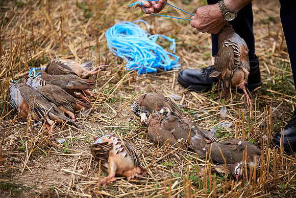 Goodwood Estate partridge shoot