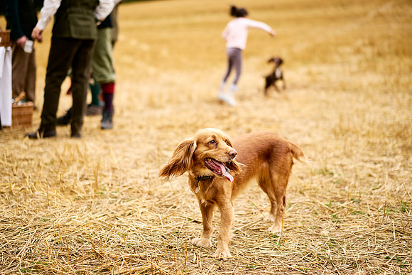 Goodwood Estate partridge shoot