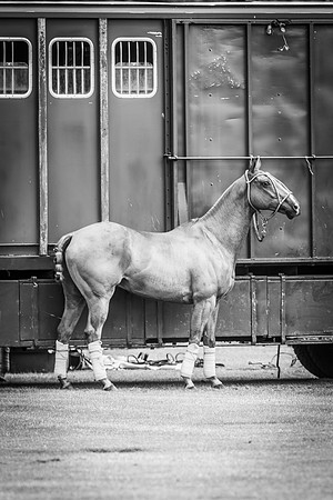 Veuve Clicquot Gold Cup 2013