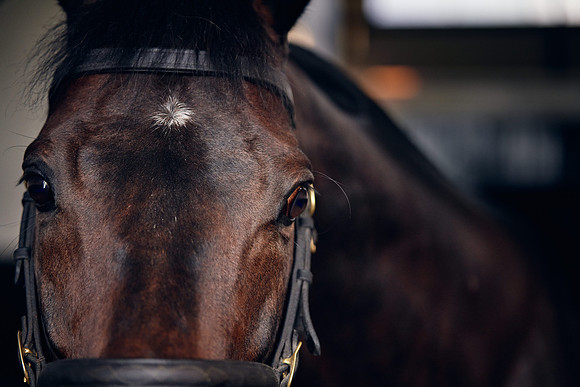 NATIONAL-STUD-TIME-TEST-DJ-_DJ71085