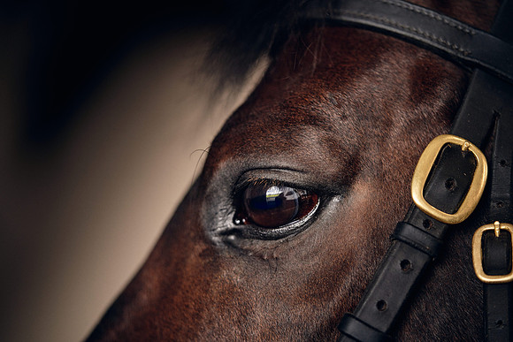NATIONAL-STUD-TIME-TEST-DJ-_DJ71082