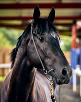 022D Karl Burke
