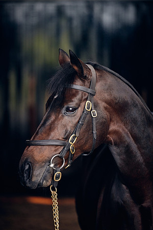 NATIONAL-STUD-TIME-TEST-DJ-_DJ71012