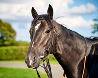 010E Andrew Balding