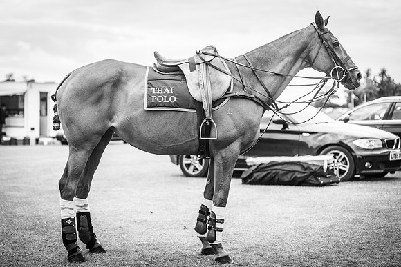 Veuve Clicquot Gold Cup 2013