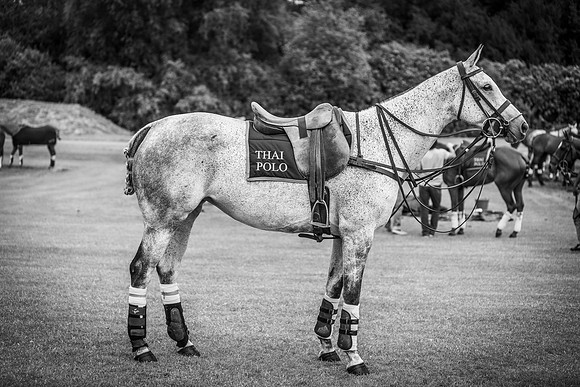 Veuve Clicquot Gold Cup 2013