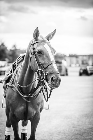 Veuve Clicquot Gold Cup 2013