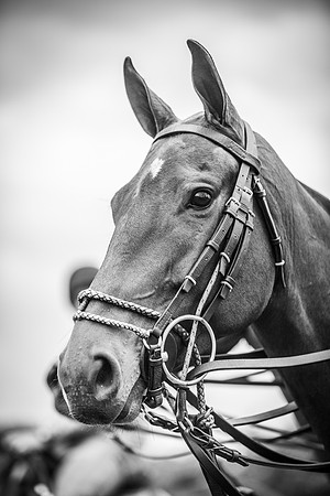 Veuve Clicquot Gold Cup 2013