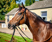 005C William Haggas