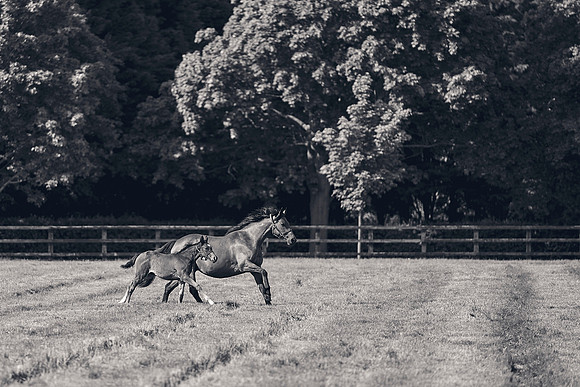 The-National-Stud-Dominic-James_DJ_5449