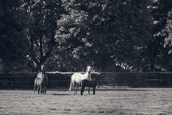The-National-Stud-Dominic-James_DJ_5356