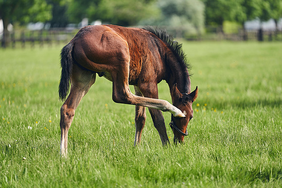 The-National-Stud-Dominic-James_DJ_5721