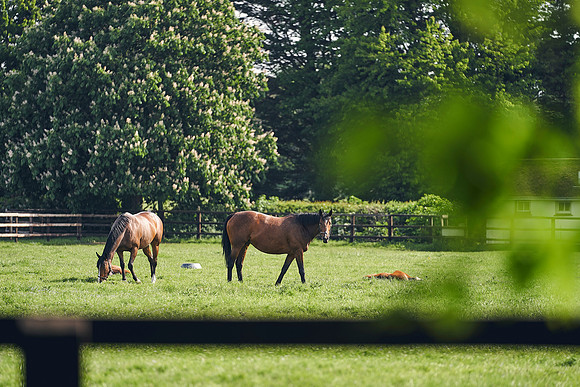 The-National-Stud-Dominic-James_DJ_5483