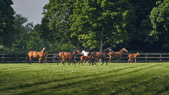 The-National-Stud-Dominic-James_DJ_5296