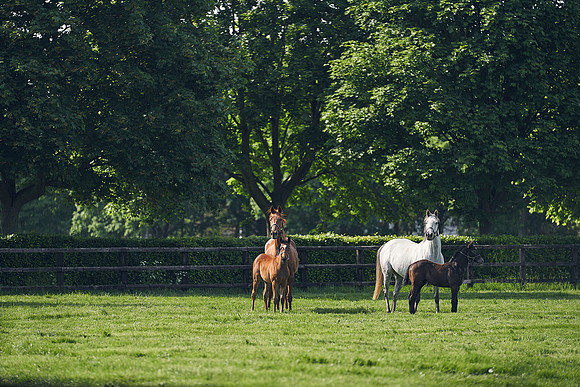 The-National-Stud-Dominic-James_DJ_5360