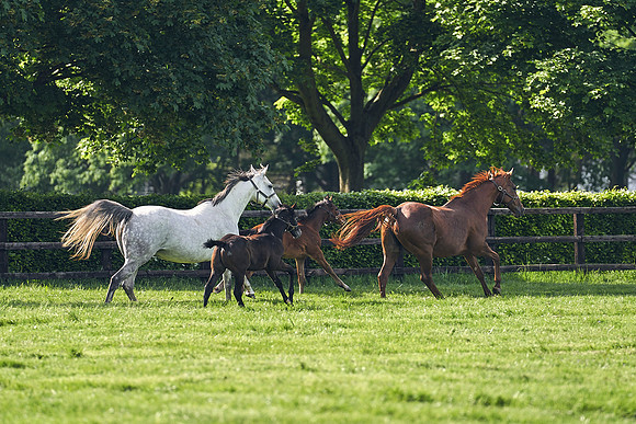 The-National-Stud-Dominic-James_DJ_5371