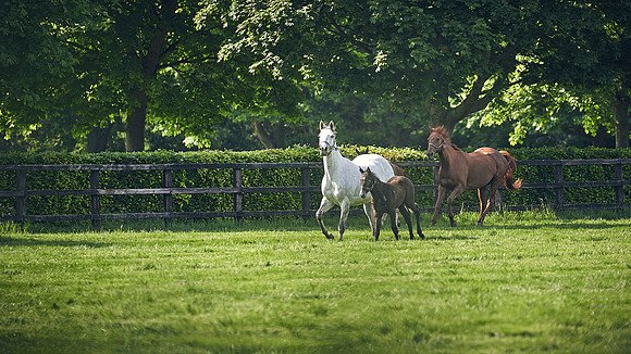 The-National-Stud-Dominic-James_DJ_5338