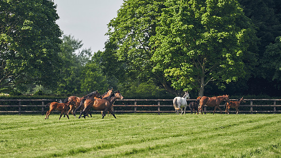The-National-Stud-Dominic-James_DJ_5291
