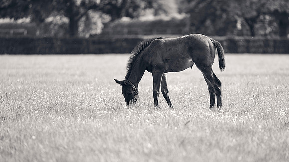 The-National-Stud-Dominic-James_DJ_5562