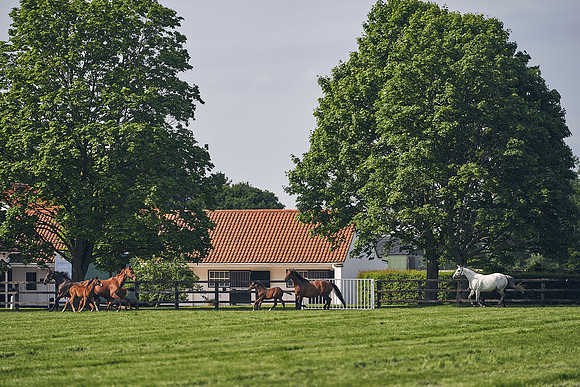 The-National-Stud-Dominic-James_DJ_5281